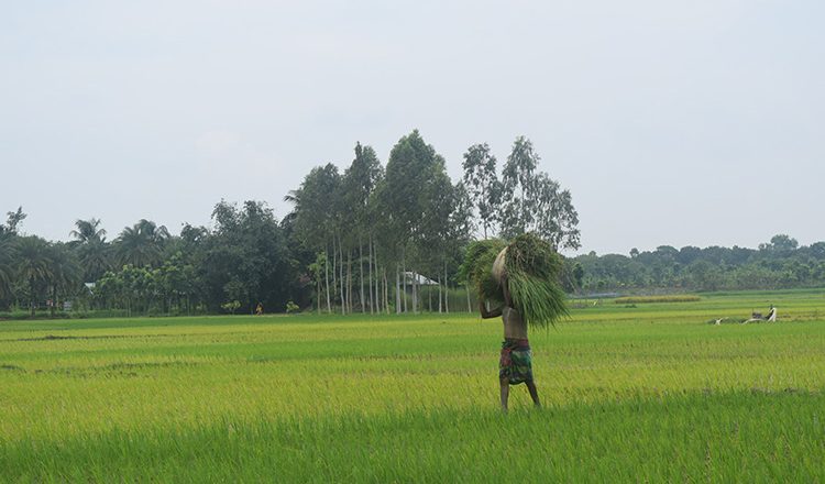 জলবায়ু পরিবর্তন ও খাদ্য উৎপাদন