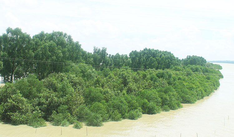 উপকূলীয় পরিবেশ ও প্রাণবৈচিত্র্য রক্ষায় প্যারাবনের ভূমিকা