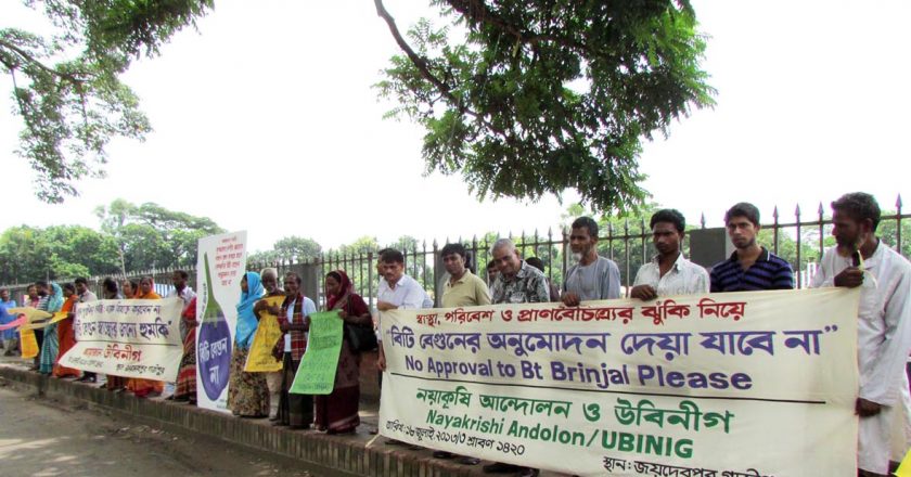 দেশী বেগুন চাইলে বিটি বেগুন না