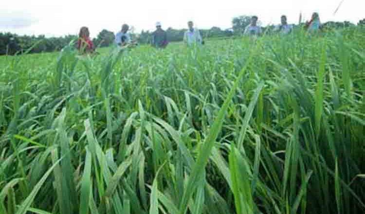 আফ্রিকার ‘নেরিকা’  নিয়ে কৃষিমন্ত্রীর কাণ্ড