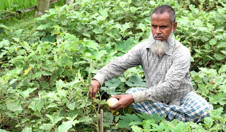 বিটি বেগুনে বিষ ব্যবহার