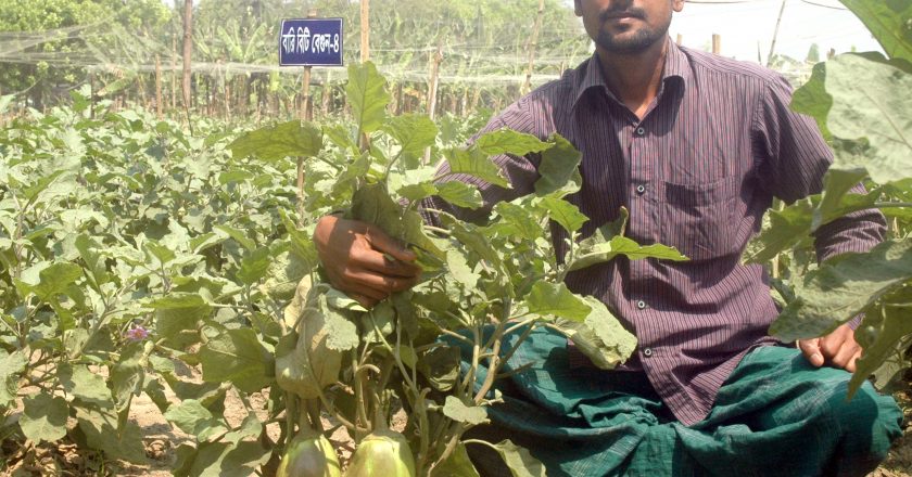 বিটি বেগুন কি রাসায়নিক বিষ মুক্ত?