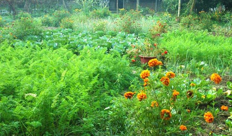 Joyful mixed crops in winter