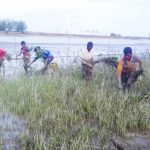 Planting 600,000 Saplings of Mangrove in Chakaria Sunderbans on the Eastern Bank of Moheshkhali Channel