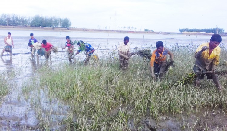 Planting 600,000 Saplings of Mangrove in Chakaria Sunderbans on the Eastern Bank of Moheshkhali Channel