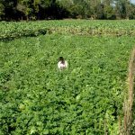 Prioritizing food production over tobacco farming in Bangladesh