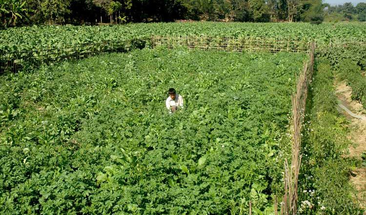 Prioritizing food production over tobacco farming in Bangladesh