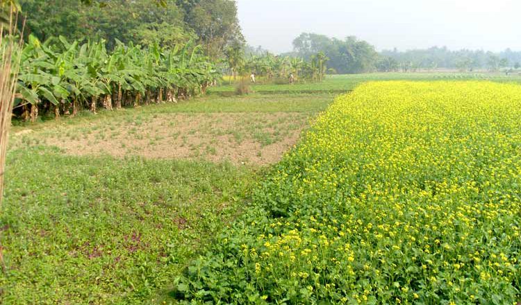 Nayakrishi Andolon: Farmers movement for biodiversity conservation and food sovereignty