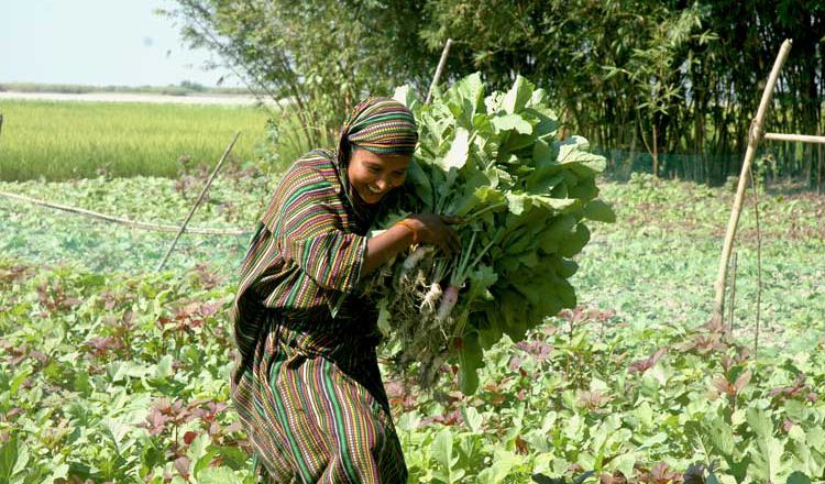 Maintenance of genetic resources ensures food sovereignty