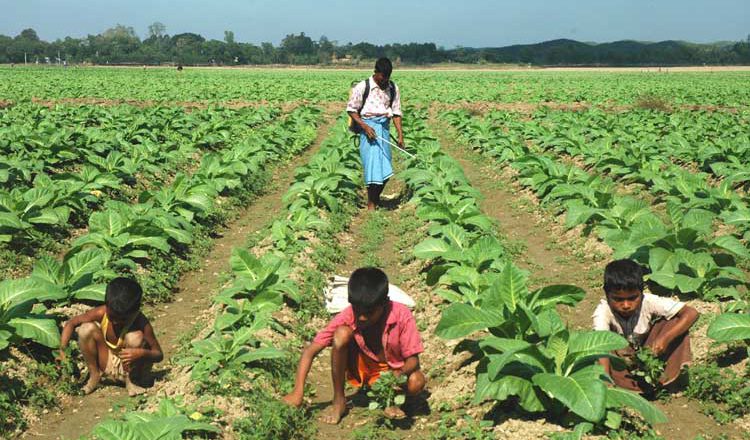 BANGLADESH Tobacco Farming: A threat to food security, environment and human health