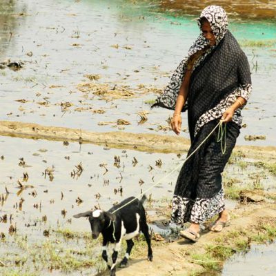 Goats, Women and International Women’s Day