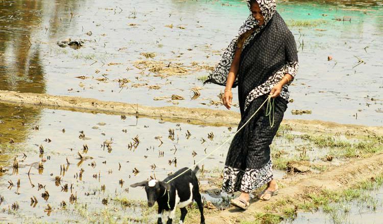 Goats, Women and International Women’s Day