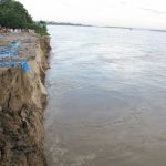 Chatka (bamboo binding) on Jamuna river saved crops and livelihood