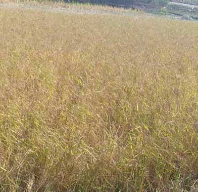 Local rice varieties are relatively tolerant to cyclone