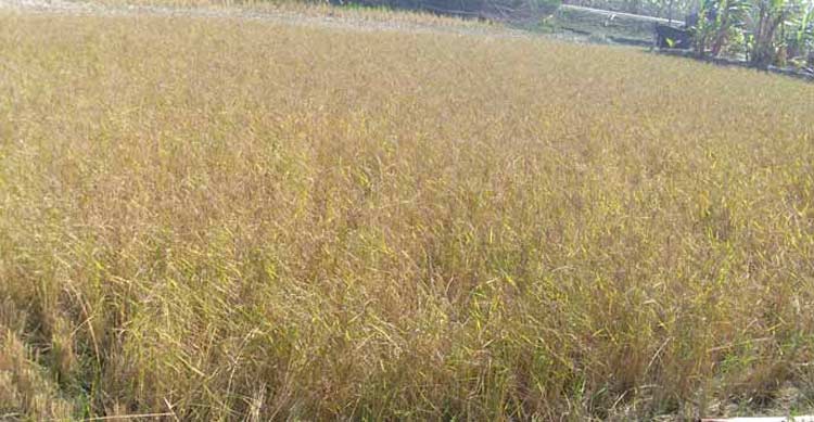 Local rice varieties are relatively tolerant to cyclone