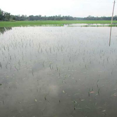 Seed & Crop Damages of Flood 2017 in Delduar