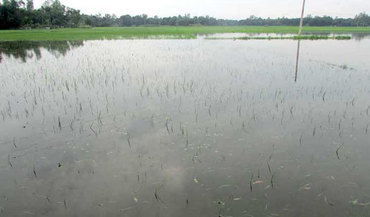 Seed & Crop Damages of Flood 2017 in Delduar