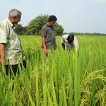 Successful mixed cropping of rice with Jute