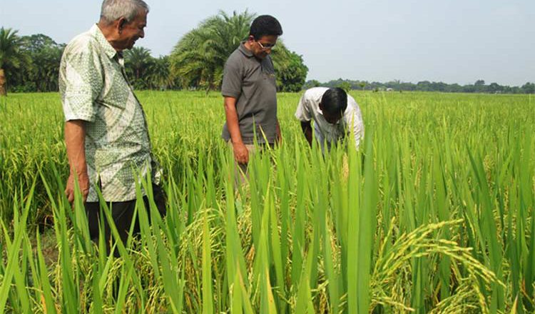 Successful mixed cropping of rice with Jute