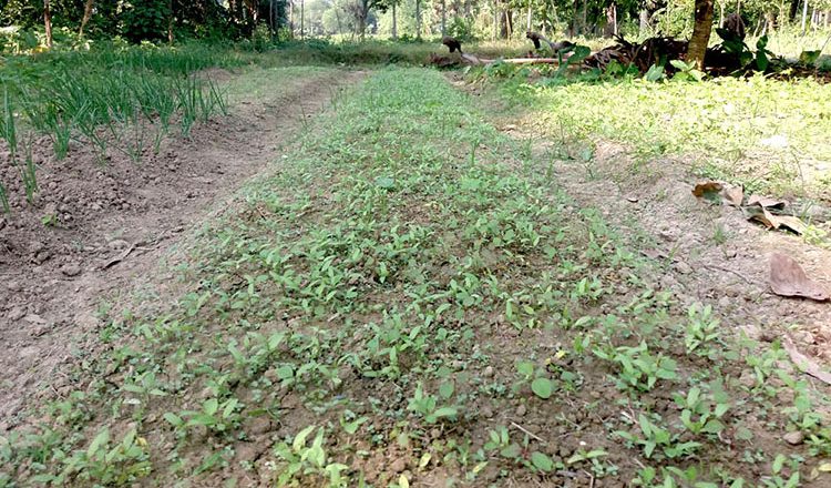 ‘Adoption’ & abandoning of Bt brinjal cultivation: Farmers’ Experience Survey