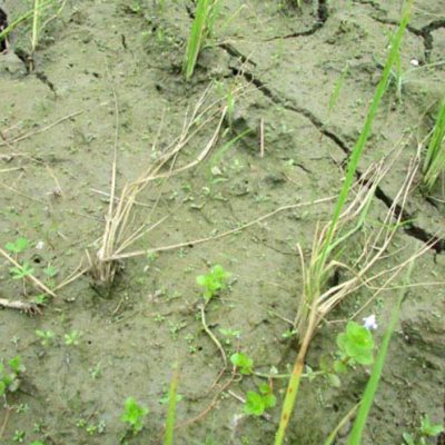 Cultivation of aman rice: second attempt to maintain seed