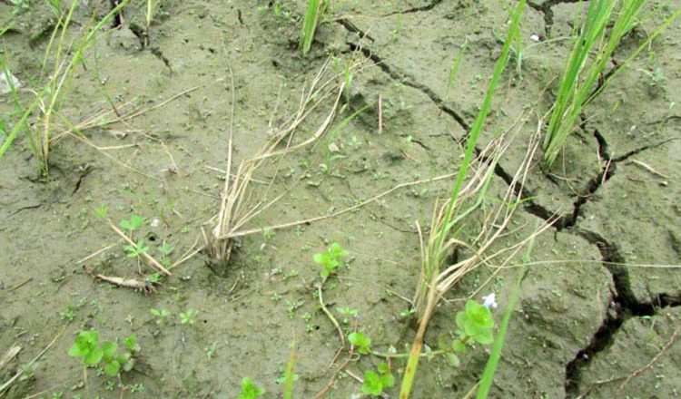 Cultivation of aman rice: second attempt to maintain seed