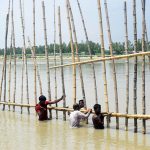 Bamboo binding (Chatka) in Sirajganj: River Erosion vulnerabilities