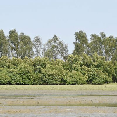 Protection of Mangrove forest