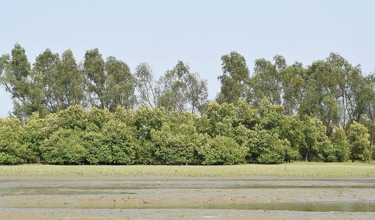 Protection of Mangrove forest