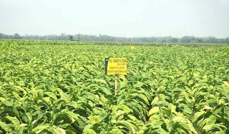 Farmers’ Outrage Against Tobacco Companies