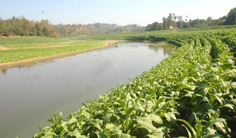 Tobacco ruins soil and water along Matamuhuri River, Bangladesh