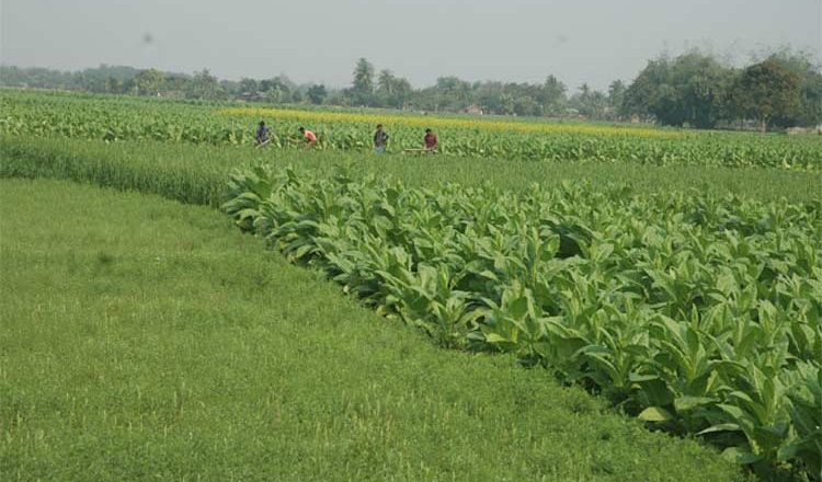 Economics of Producing Multiple Rabi Crops by Substituting Tobacco in Bangladesh A Case Study