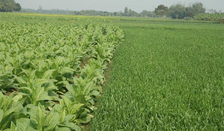 Comparative Economics of Producing Alternative Combinations of Rabi Crops by Substituting Tobacco in Bangladesh