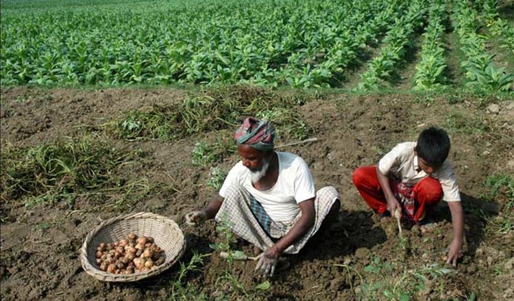 Tobacco cultivation and its impact on food production in Bangladesh