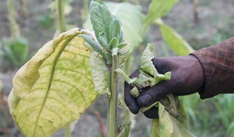 Impacts of Tobacco Cultivation on Agricultural Production in Bangladesh