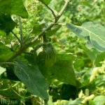 2. Covid-19: BANGLADESH: Brinjal story: Local varieties exist, not GMOs