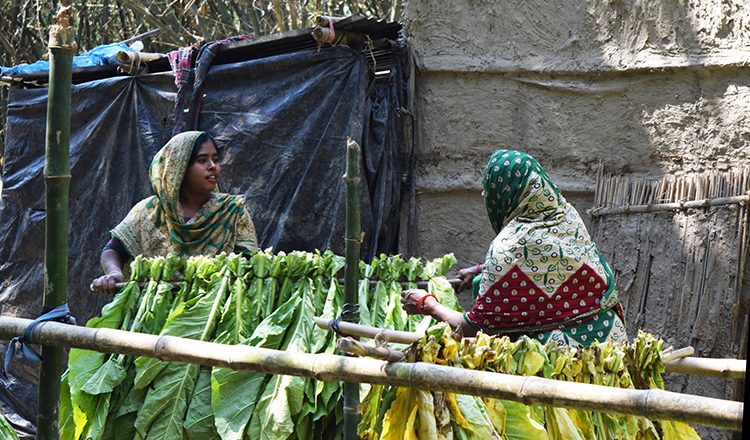 Women as low paid and exploited labour in Tobacco production