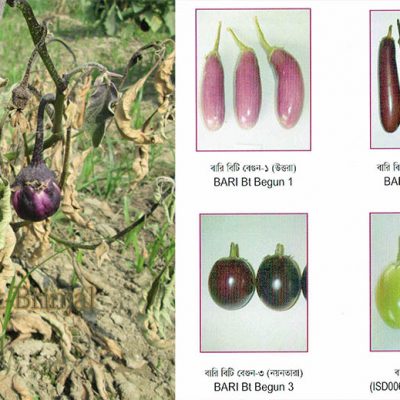 Bt brinjal: Alliance for Crooked Science & Corporate Lies