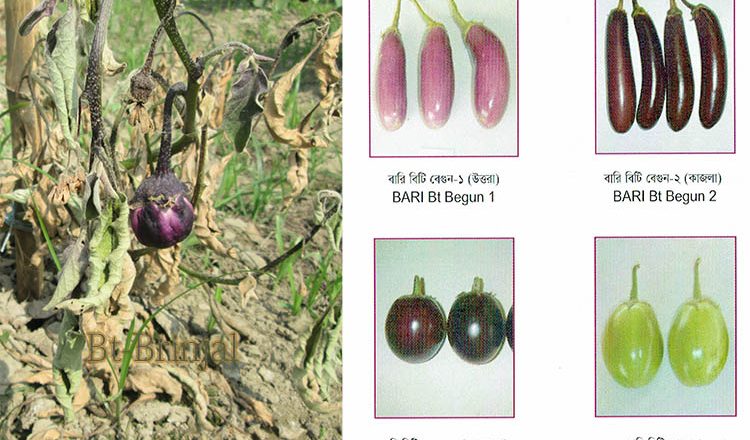 Bt brinjal: Alliance for Crooked Science & Corporate Lies