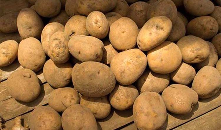 Can GM potato save poor farmers?