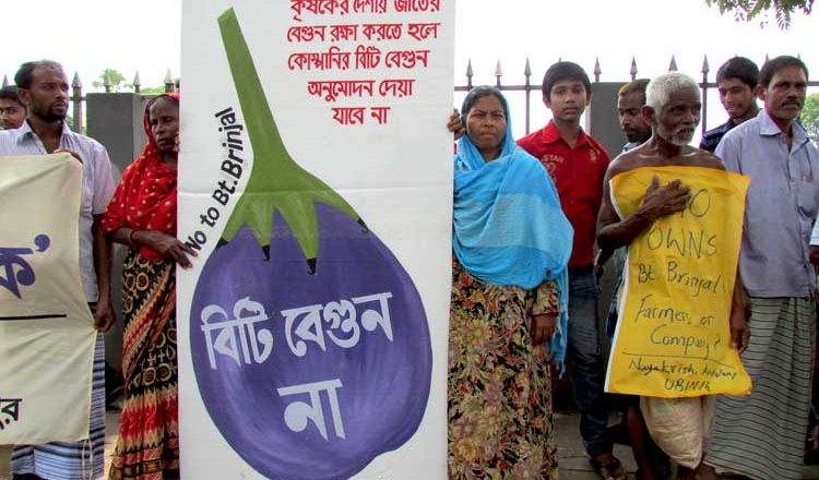 “Approval” story of Bt Brinjal: Continuation from India to Bangladesh