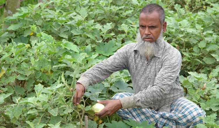 ‘Misrepresentation’ of Bt Brinjal farmers for corporate interest