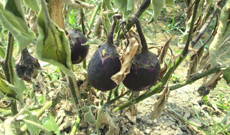 Bt brinjal failed in farmers’ field