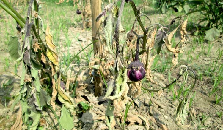 Bt Brinjal: Put a label on it