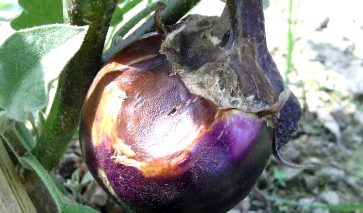 BtBrinjal: Non-compliance of approval terms!