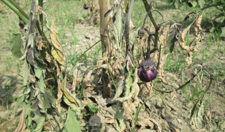 Bt Brinjal Is Under ‘LIFE SUPPORT’