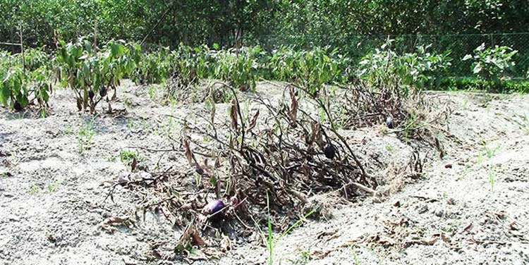 Bt brinjal on “life support” in Bangladesh