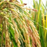 Submergence Tolerant Rice versus Broadcast Aman Rice