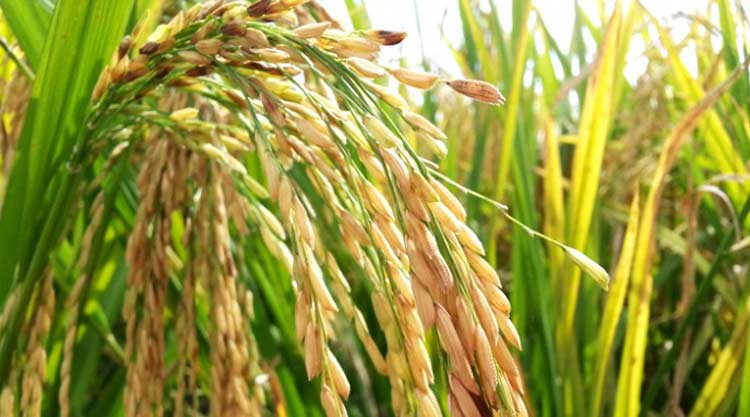 Submergence Tolerant Rice versus Broadcast Aman Rice