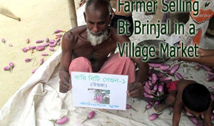 Bt. Brinjal: Forced cultivation and poor performance!